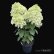 画像4: 【品種おまかせ】庭のあじさい苗 【HBAパニキュラータ】グラスファイバー鉢植え