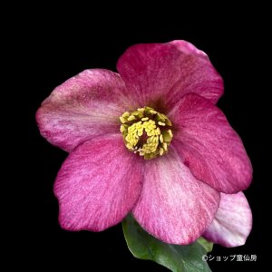 画像2: クリスマスローズ 雪の妖精HGCピンクフレア4.5号