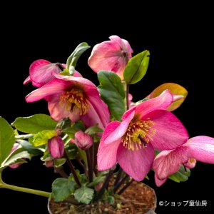 画像1: クリスマスローズ 雪の妖精HGCピンクフレア4.5号