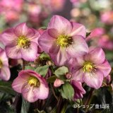 クリスマスローズ Ice N' roses 氷の薔薇ピンクプロミス4.5号