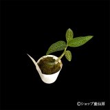 ジュエルオーキット　 マコデス　サンデリアーナ　2号