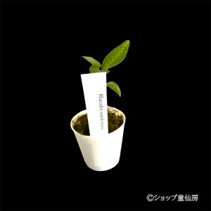 画像2: ジュエルオーキット　 マコデス　サンデリアーナ　2号