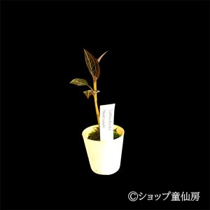 画像2: ジュエルオーキット　 マコデス　サンデリアーナ　2号