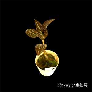 画像1: ジュエルオーキット　 マコデス　サンデリアーナ　2号