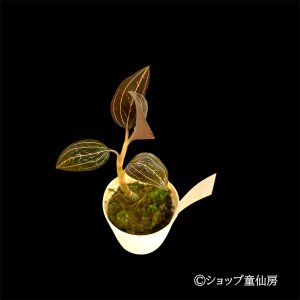 画像3: ジュエルオーキット　 マコデス　サンデリアーナ　2号