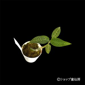 画像3: ジュエルオーキット　 マコデス　サンデリアーナ　2号