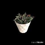 トラディスカンティア・【プラチナエレガンス】樹脂ポット