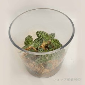 画像2: ジュエルオーキット 【マコデスペトラ寄せ植え・ラウンドグラス】