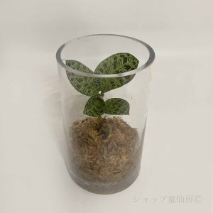 画像1: ジュエルオーキット　 マコデスペトラ ラウンドグラスミニ