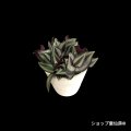 トラディスカンティア・【プラチナエレガンス】樹脂ポットG