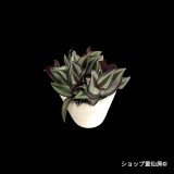 トラディスカンティア・【プラチナエレガンス】樹脂ポットG