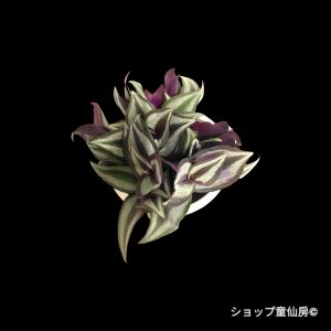 画像2: トラディスカンティア・【プラチナエレガンス】樹脂ポットG