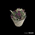 トラディスカンティア・【シルバーエレガンス】樹脂ポット