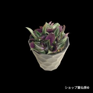 画像1: トラディスカンティア・【シルバーエレガンス】樹脂ポット