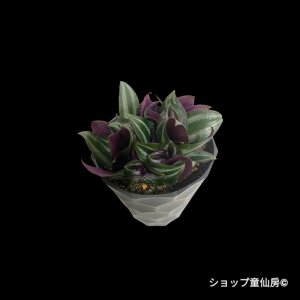 画像2: トラディスカンティア・【シルバーエレガンス】樹脂ポット