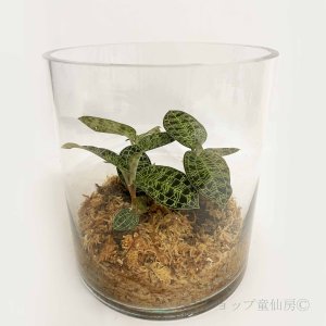 画像1: ジュエルオーキット 【マコデスペトラ寄せ植え・ラウンドグラス】