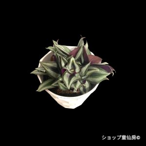 画像2: トラディスカンティア・【プラチナエレガンス】樹脂ポット