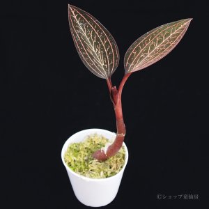 画像5: ジュエルオーキッド　 ルディシア　ディスカラー ・ブラッドベッセル　2号