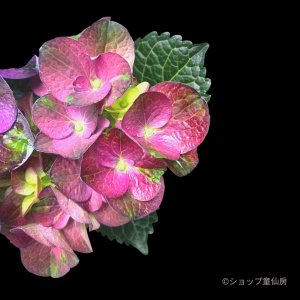 画像3: 庭のあじさい苗 【HBAラディアンス】3.5号