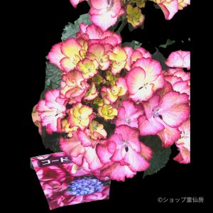 画像1: 庭のあじさい苗 【HBAコードロゼ】3.5号