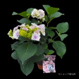 庭のあじさい苗 【HBAスターダスト】5号