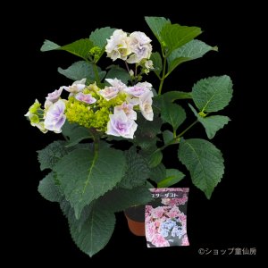 画像1: 庭のあじさい苗 【HBAスターダスト】3.5号