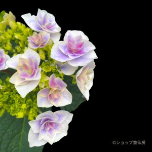 画像2: 庭のあじさい苗 【HBAスターダスト】3.5号