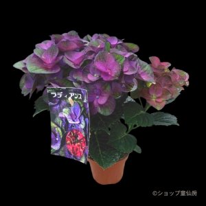 画像1: 庭のあじさい苗 【HBAラディアンス】3.5号