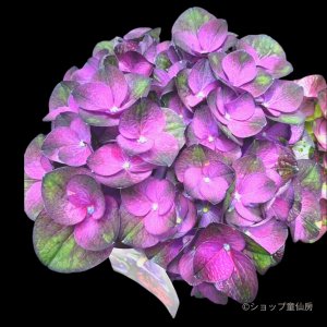 画像2: 庭のあじさい苗 【HBAラディアンス】3.5号