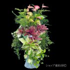参考画像2: グラスファイバー鉢・SスリットスタンドA-IG / アイボリー×ゴールド