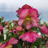 クリスマスローズ Ice N' roses 氷の薔薇ピンクプロミス4.5号
