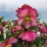 画像1: クリスマスローズ<br>Ice N' roses 氷の薔薇ピンクプロミス4.5号 (1)