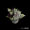 トラディスカンティア・【プラチナエレガンス】2.5号