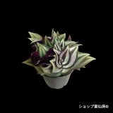 トラディスカンティア・【プラチナエレガンス】2.5号