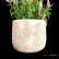 画像2: ベロニカハミングバード・ピンク　3.5号1鉢植え (2)