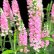 画像14: ベロニカハミングバード・ピンク　3.5号1鉢植え