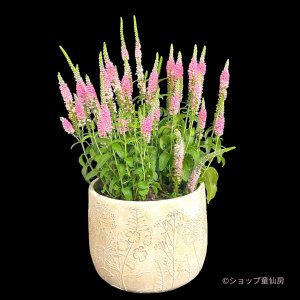 画像1: ベロニカハミングバード・ピンク　3.5号1鉢植え