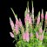 画像3: ベロニカハミングバード・ピンク　3.5号1鉢植え