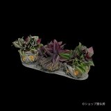 トラディスカンティア３種・綱木紋植え