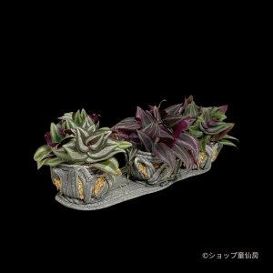 画像2: トラディスカンティア３種・綱木紋植え