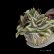画像3: トラディスカンティア３種・綱木紋植え