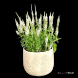 ベロニカハミングバード・ホワイト　鉢植え