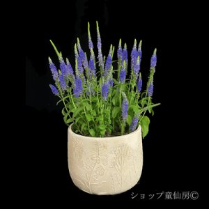 画像1: ベロニカハミングバード・ブルー　鉢植え