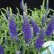 画像2: ベロニカハミングバード・ブルー　鉢植え (2)