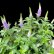 画像3: ベロニカハミングバード・ブルー　花丸鉢植え (3)