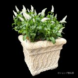 ベロニカハミングバード・ホワイト　角鉢植え