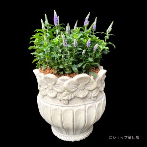 画像1: ベロニカハミングバード・ブルー　花丸鉢植え