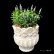 画像1: ベロニカハミングバード・ブルー　花丸鉢植え (1)