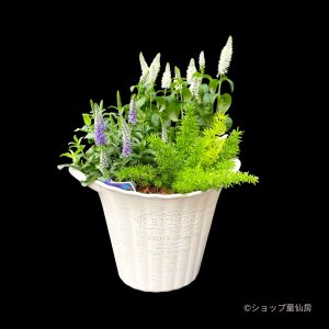 画像2: ベロニカハミングバード・寄せ植え