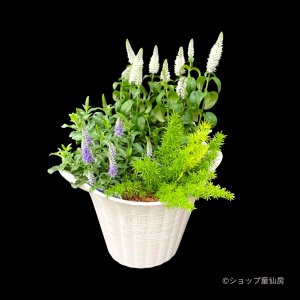 画像1: ベロニカハミングバード・寄せ植え